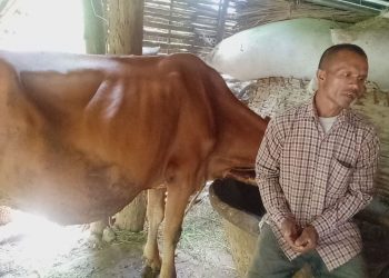 अनुदानको दुहुना गाई वितरणमा विचौलिया हावि