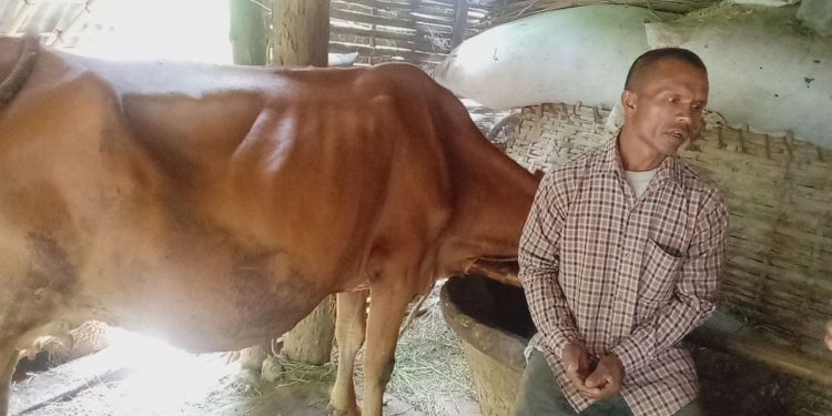 अनुदानको दुहुना गाई वितरणमा विचौलिया हावि