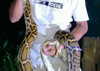 दुर्लभ प्रजातिको अजिङ्गरको उद्धार