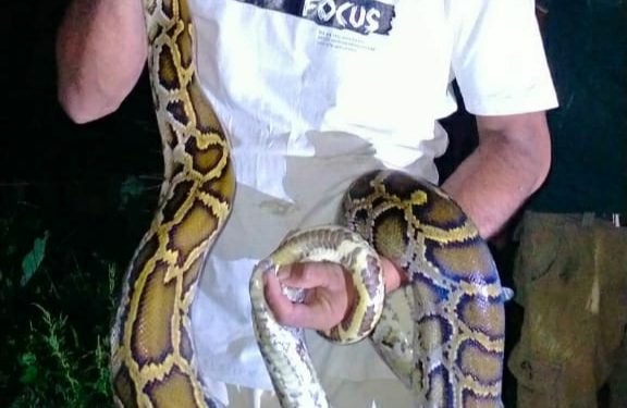 दुर्लभ प्रजातिको अजिङ्गरको उद्धार