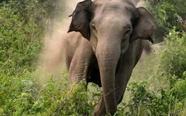 हात्ती देखेपछि फोटो खिच्न जादाँ…..