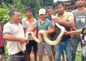 १४ केजी अजिङ्गरको उद्धार