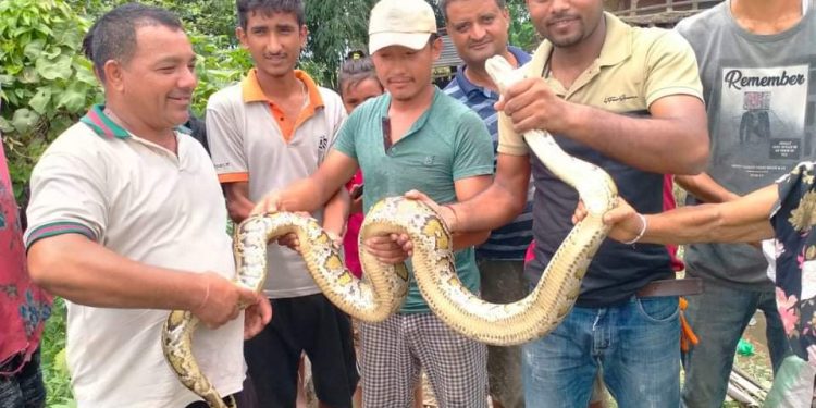 १४ केजी अजिङ्गरको उद्धार