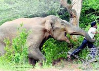 सुनसरीमा हात्ती आक्रमणबाट पुनः एकजनाको मृत्यु