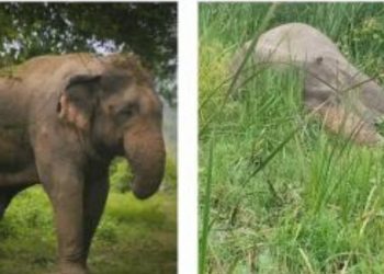 मृत अवस्थामा भेटिए `ज्यानमारा´ मकुना