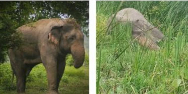 मृत अवस्थामा भेटिए `ज्यानमारा´ मकुना