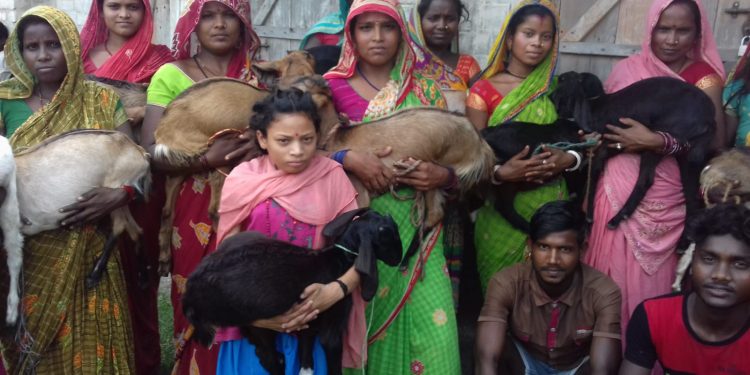 आयआर्जनका लागि बाख्रा र बंगुर वितरण