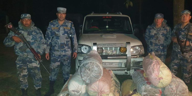 सशस्त्र प्रहरीद्वारा ठुलो परिणाममा गाँजा बरामद