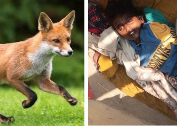 स्यालले टोकेका बालकको उपचार अभावमा मृत्यु