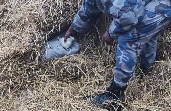 सशस्त्र प्रहरीद्वारा भण्टाबारीबाट ३३ केजी गाँजा बरामद