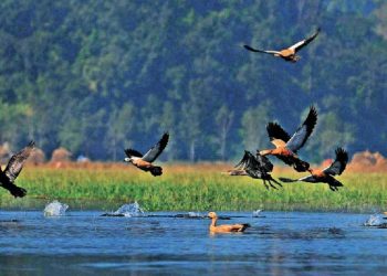 यसकारण घट्यो कोशीटप्पुमा चराको सङ्ख्या