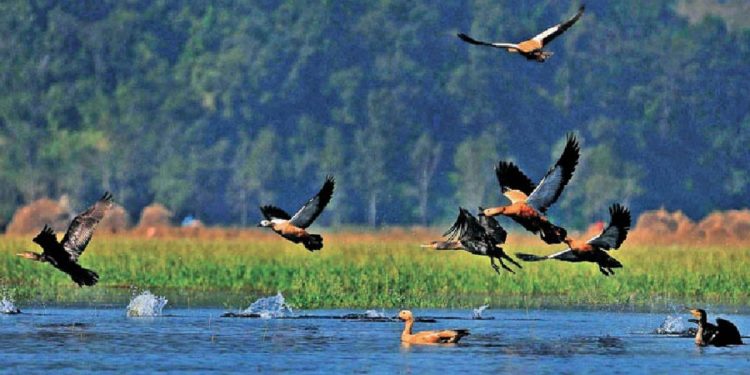 यसकारण घट्यो कोशीटप्पुमा चराको सङ्ख्या