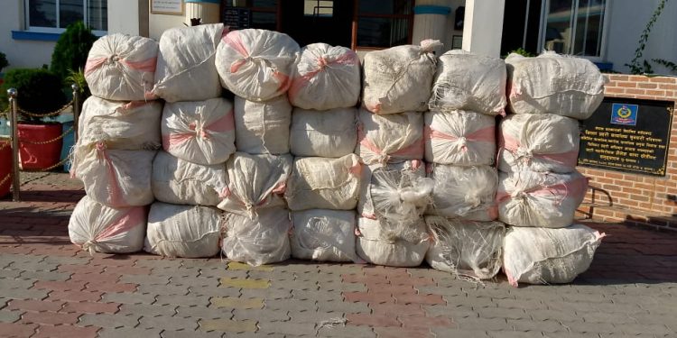 कोशीबाट ठुलो परिणाममा गाँजा बरामद